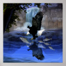 Recherche de oiseau américain posters Chauve