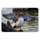 Search for waterfowl magnets Photography