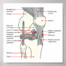 Recherche de articulation posters Humain
