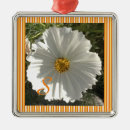 Search for cosmos ornaments Nature