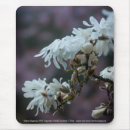Search for pink flowering tree mousepads Photograph