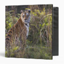 Search for bengal binders Wildlife