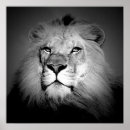 Recherche de lion blanc posters Animal