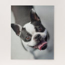 Recherche de bouledogue français puzzles Images getty