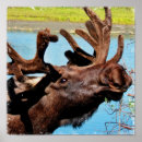 Search for moose hunting posters Hunter