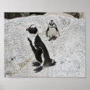 Search for two penguins posters Boulders beach