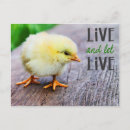 Recherche de poussins jaunes cartes postales Pour tous