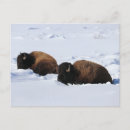 Search for yellowstone bison postcards Wildlife