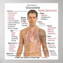 Recherche de morphine Opium