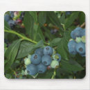 Recherche de vegatables Fruit
