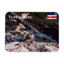 Recherche de crocodiles magnets Faune