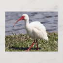 Recherche de ibis cartes postales Photographie