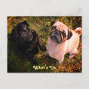 Recherche de chiots de carlin cartes postales Animaux de compagnie