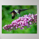 Search for pink flower posters Wildlife