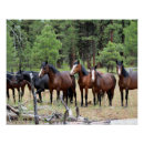 Recherche de chevaux sauvages posters Ouest