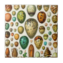 Recherche de oeuf carreaux Oiseaux