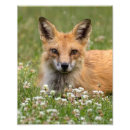 Recherche de fleur rouge posters Extérieur