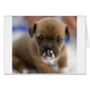 Search for mucky Puppy