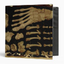 Search for anatomical binders Fabricius