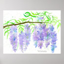 Recherche de glycine posters Fleurs violettes