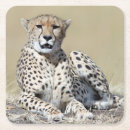 Recherche de masai mara dessous de verres Afrique