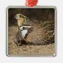 Search for quail ornaments Hunting