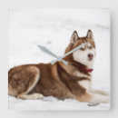 Recherche de siberian husky art Dog