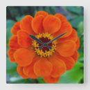 Recherche de zinnia Orange