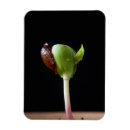 Recherche de grains magnets Nature
