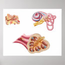 Recherche de tympan posters Structure