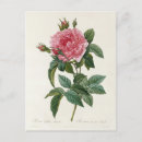 Search for rose colored postcards Bouquet