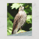Recherche de buse cartes postales Faucon