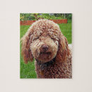 Search for labradoodle puzzles Golden doodle