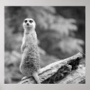Recherche de mammifère posters Adorable
