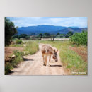 Search for mule posters Photography