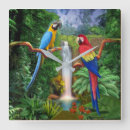 Recherche de aras horloges Tropical