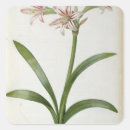 Search for amaryllis stickers Botanical