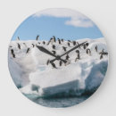 Search for colonial clocks Penguin