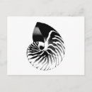 Search for nautilus shell postcards White