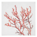 Recherche de corail posters Nature
