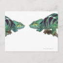 Recherche de chameleon cartes postales Faune