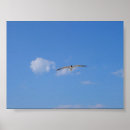 Search for soaring bird posters Sky
