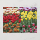 Recherche de keukenhof cartes postales Lisse
