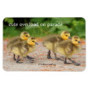 Search for gosling magnets Birds