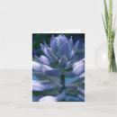 Search for hosta cards Flora
