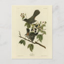 Recherche de oiseau de chat cartes postales Illustration