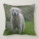 Search for golden retriever pillows Flat coated golden