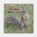 Search for these nuts magnets Squirrel