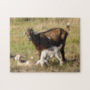 Recherche de chèvre de bébé puzzles Animal