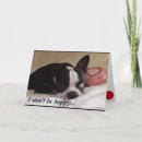 Search for boston terrier valentine dog